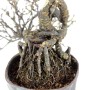 Caragana S.P. shohin bonsai