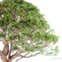 Chamaecyparis pisifera bonsai from Japan