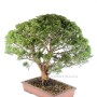 Chamaecyparis pisifera bonsai from Japan