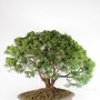 Chamaecyparis pisifera bonsai fa Japánból