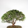 Chamaecyparis pisifera bonsai fa Japánból