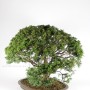 Chamaecyparis pisifera bonsai tree from Japan