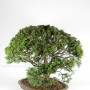 Chamaecyparis pisifera bonsai fa Japánból