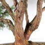 Chamaecyparis pisifera bonsai tree from Japan