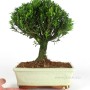 Buxus harlandii - Hongkongi szoba puszpáng 20 B (20 cm - es tálban)