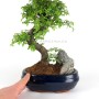 Ulmus parvifolia bonsai - Chinese elm in stone pot 20S (in 20 cm pot)