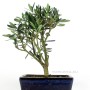 Olea europea - Olajfa bonsai