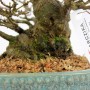 Acer buergerianum - Trident maple shohin bonsai 01.