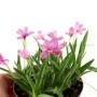 Rhodohypoxis baurii - Kaffercsillag kusamono növény 02.