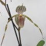 Paphiopedilum Lady Isabel (rothschildianum  x stonei )