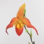 Phragmipedium  Don Wimber  