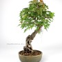 Neagari style Trident maple bonsai from South Korea