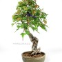 Neagari stílusú Háromerű juhar bonsai Dél-koreából