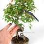 Neagari style Trident maple bonsai from South Korea