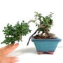 Neagari - kaszkád shohin méretű Chaenomeles speciosa bonsai