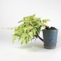 Parthenocissus quinquefolia 'Variegata' - cascade bonsai from South Korea