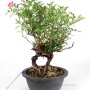 Rosa multiflora bonsai material from South Korea