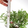 Rosa multiflora bonsai material from South Korea