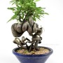 Neagari stílusú Pyracantha bonsai Dél - Koreából