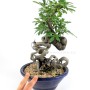 Neagari style Pyracantha bonsai from South Korea