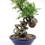 Neagari stílusú Pyracantha bonsai Dél - Koreából