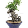 Neagari style Pyracantha bonsai from South Korea