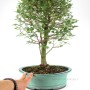 Classic Chinese elm bonsai 40 - 45 cm