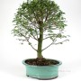 Classic Chinese elm bonsai 40 - 45 cm