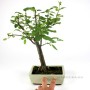 Malus bonsai 20 B