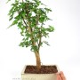Morus sp. - Black mulberry bonsai in 25 cm pot