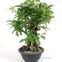 Sekijoju stílusú Pyracantha bonsai alapanyag Dél - Koreából