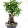 Sekijoju stílusú Pyracantha bonsai alapanyag Dél - Koreából