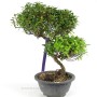 Trachelospermum sp. bonsai alapanyag Dél - Koreából