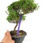 Trachelospermum sp. bonsai alapanyag Dél - Koreából