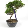 Trachelospermum sp. bonsai alapanyag Dél - Koreából