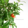 Punica granatum - Pomegranate bonsai from South Korea