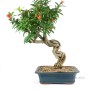 Punica granatum - Pomegranate bonsai from South Korea