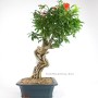 Punica granatum - Gránátalma bonsai Dél - Koreából