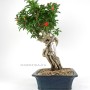 Punica granatum - Pomegranate bonsai from South Korea