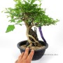 Sekijoju stílusú Premna Japonica bonsai