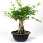 Sekijoju stílusú Premna Japonica bonsai