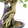 Sekijoju stílusú Premna Japonica bonsai