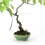 Diospyros kaki bonsai bunjin stílusban