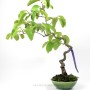 Diospyros kaki bonsai bunjin stílusban