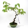 Diospyros kaki bonsai bunjin stílusban