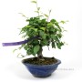 Korean hornbeam bonsai in shohin size category