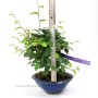 Korean hornbeam bonsai in shohin size category