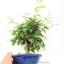 Korean hornbeam bonsai in shohin size category