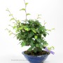 Korean hornbeam bonsai in shohin size category