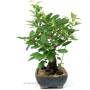 Malus sp. bonsai from South Korea